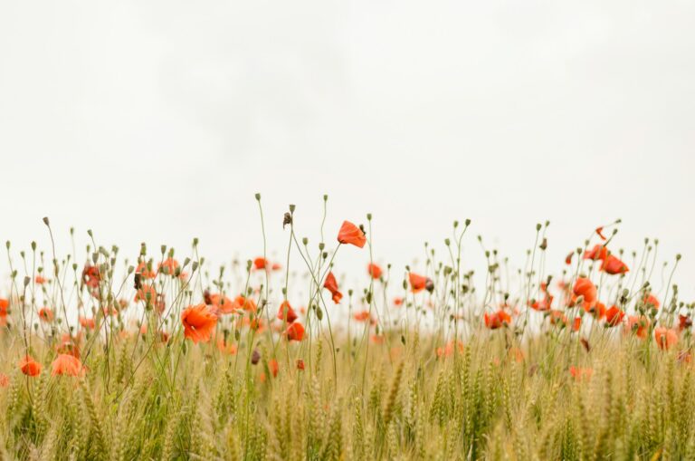 What Does it Mean to Be a Proverbs 31 Woman? What the Bible Really Says